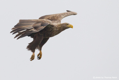 White-tailed Eagle female with big claws