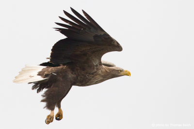 White-tailed eagle with hanging legs