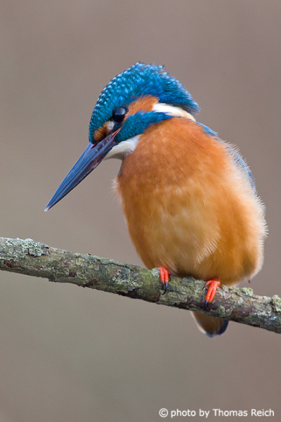Common Kingfisher lives on clear, slow flowing waters