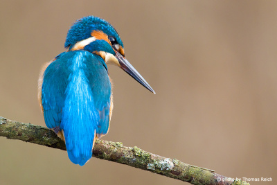 Close up of wild kingfisher bird from behind