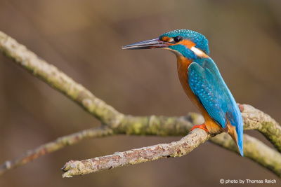 Common Kingfisher by the river