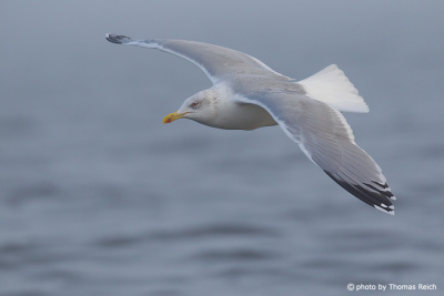 European herring gull wingspan