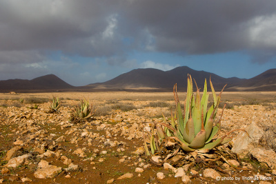 Fuerteventura plants