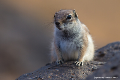 Curious Barbary Ground Squirrel