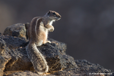 Habitat Barbary Ground Squirrel island Fuerteventura Canary