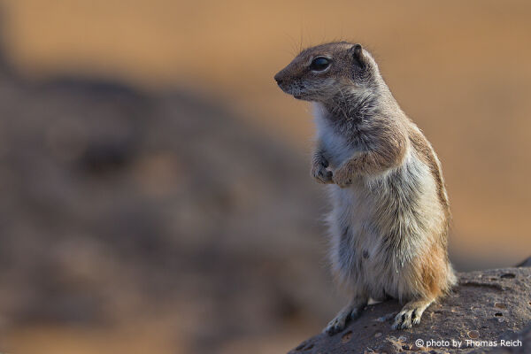 Barbary Ground Squirrel stands on rock