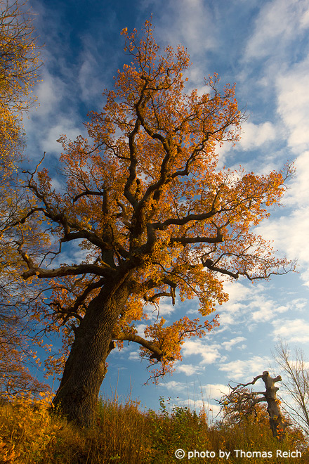Baum mit Herbstfärbung