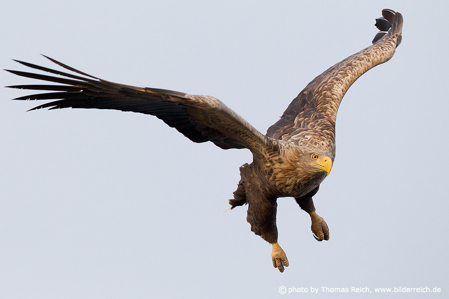 White-tailed Eagle hunting with outstretched wings