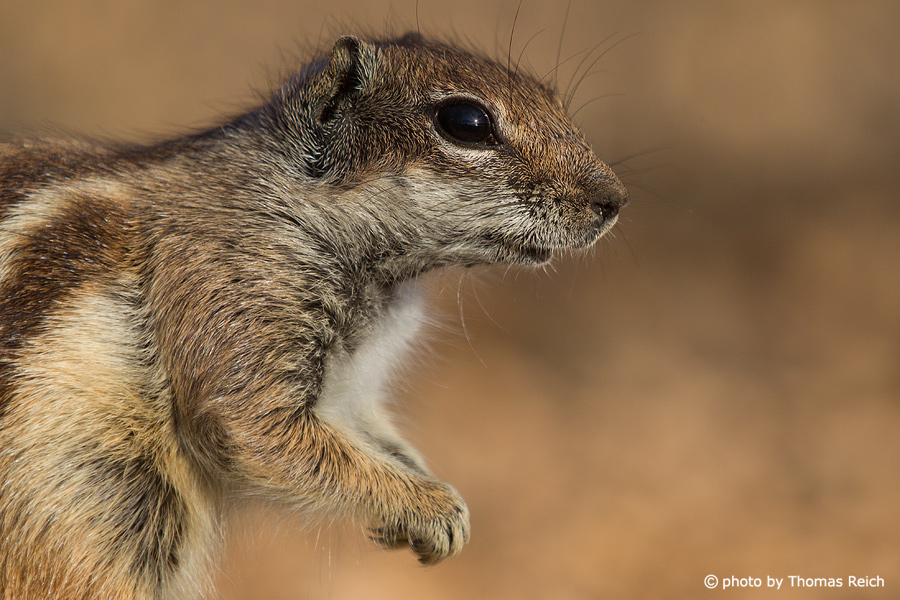 Barbary Ground Squirrel appearance