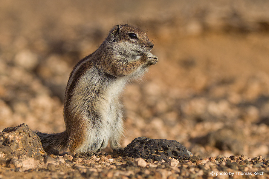 Barbary Ground Squirrel eating, Canary Islands