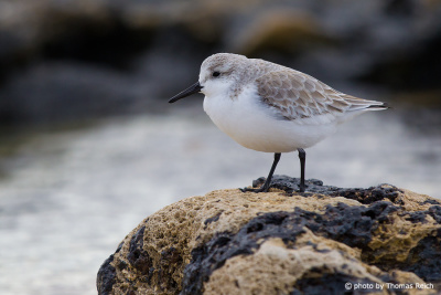Sanderling stands on a stone