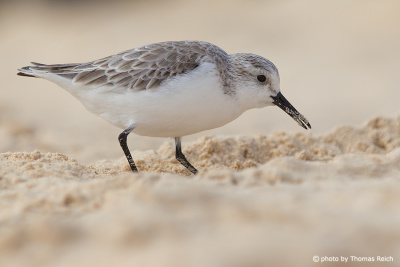 Sanderling searching for food at the beach