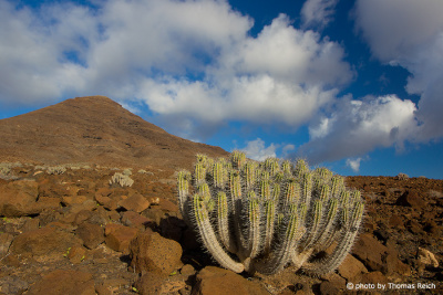 Cactus desert Fuerteventura, Canary islands