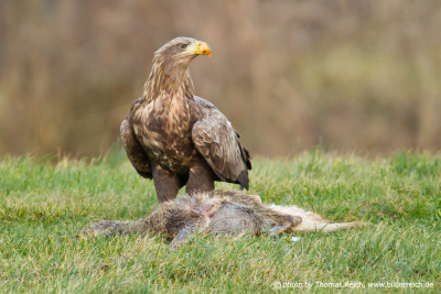 Subadult white-tailed eagle at carrion