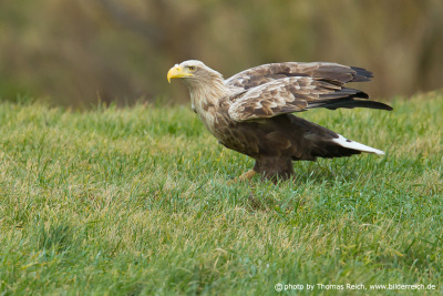 White-tailed eagle stands on meadow