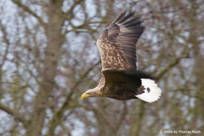 White-tailed Eagle is flying low