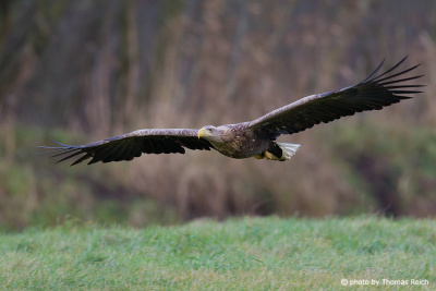 White-tailed Eagle gliding over meadow