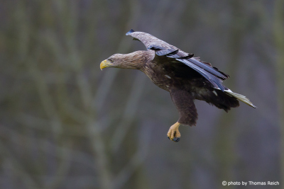 White-tailed Eagle in winter