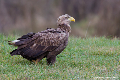 Adult White-tailed Eagle sitting on grass