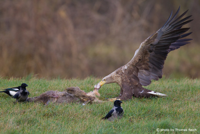 White-tailed Eagle feeds on dead animal