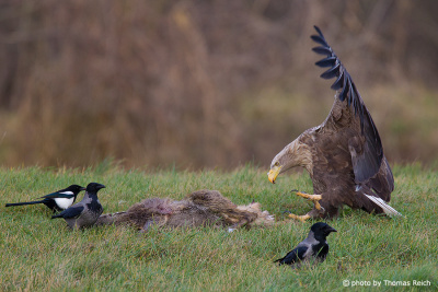 Old White-tailed Eagle feeding on a dead deer