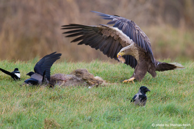 Adult White-tailed Eagle feeds on carrion