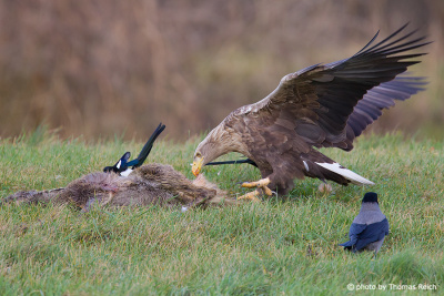 White-tailed Eagle feeding on a deer