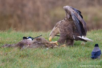 White-tailed Eagle feeds on a dead deer
