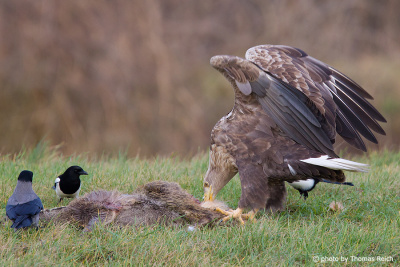 White-tailed Eagle feeding on carrion