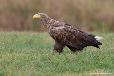 Adult White-tailed Eagle walking on grass