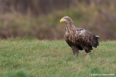 White-tailed Eagle standing on meadow