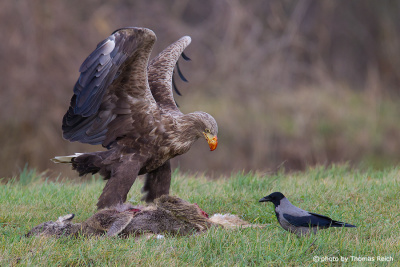 Young White-tailed Eagle feeds on carrion