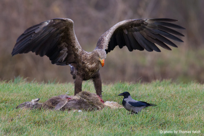 White-tailed Eagle at dead deer with crow