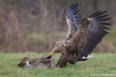 White-tailed eagle eating carrion