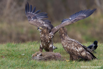 Diet of juvenile White-tailed Eagle