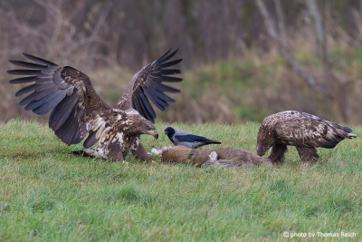 Young white-tailed eagles feed on carrion