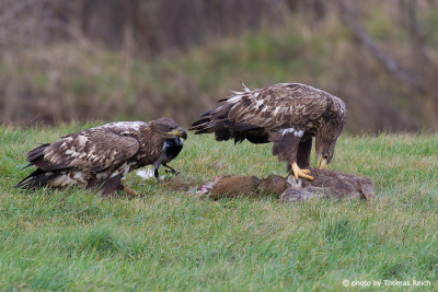 Two young White-tailed Eagle feeding on carrion