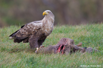 White-tailed Eagle at carrion