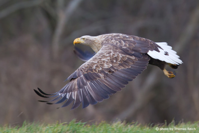 White-tailed Eagle flies over meadow