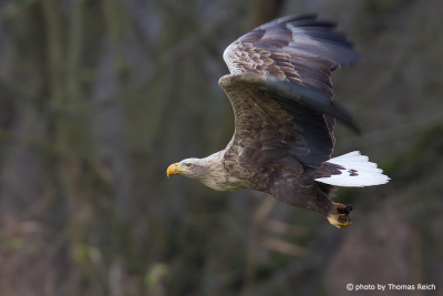Majestic White-tailed Eagle flying over