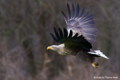 White-tailed eagle flying over pasture