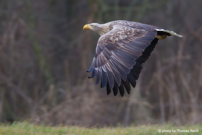 Powerful White-tailed Eagle