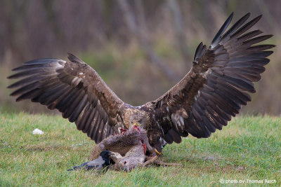 White-tailed Eagle eats deer