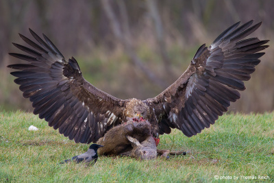 Hungry White-tailed Eagle