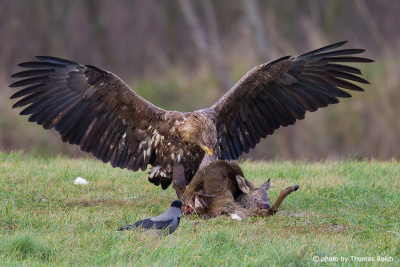 White-tailed Eagle diet