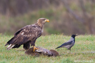 Immature White-tailed Eagle at the carrion