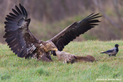 Young White-tailed Eagle feeds on dead animal