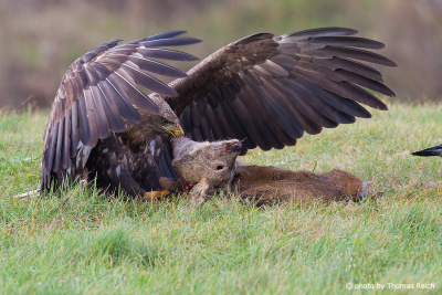 Juvenile White-tailed Eagle feeds on dead deer