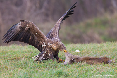 Food of young white-tailed eagles