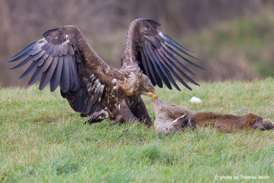 White-tailed Eagle feed on dead deer
